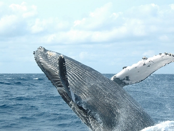 シーカヤックでクジラを見る